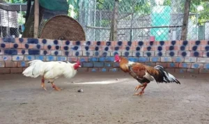 đá gà GA28 tại 789Win